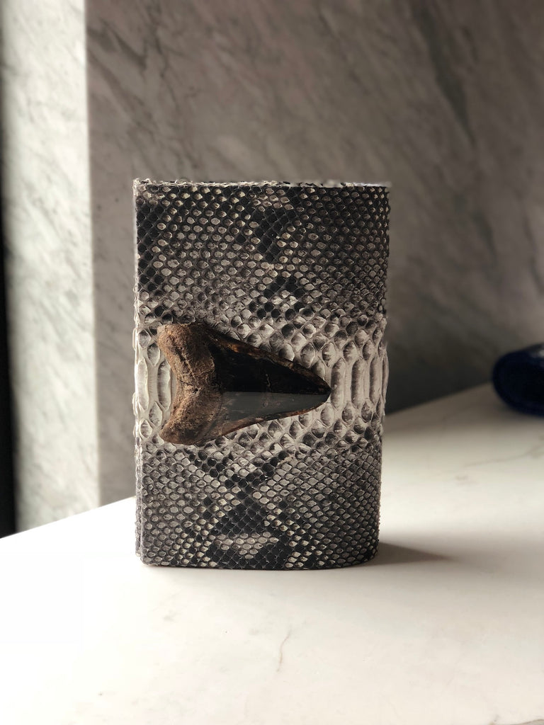 Empire Python & Megalodon Tooth Fossil Folio